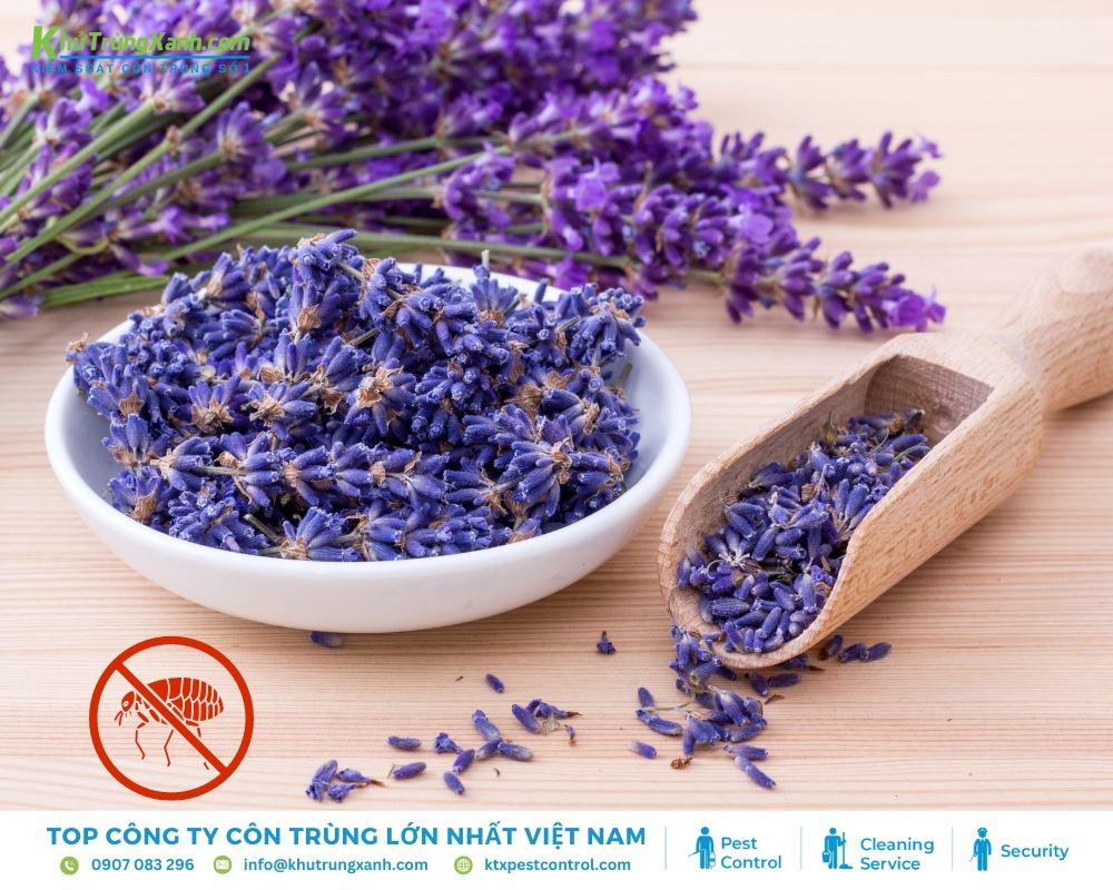 Cách diệt bọ chét bằng hoa oải hương vừa lành tính lại mang tới không khí dễ chịu