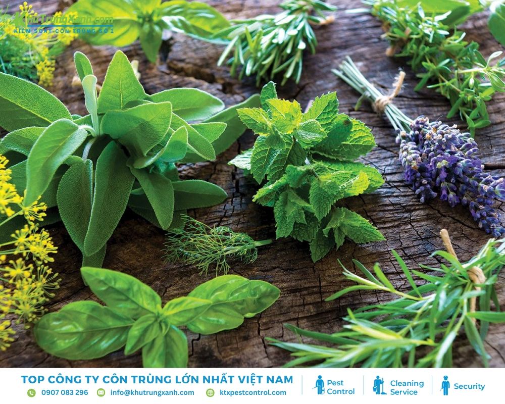 Trồng các cây có mùi thơm, tinh dầu là cách loại trừ bọ chét dài hạn
