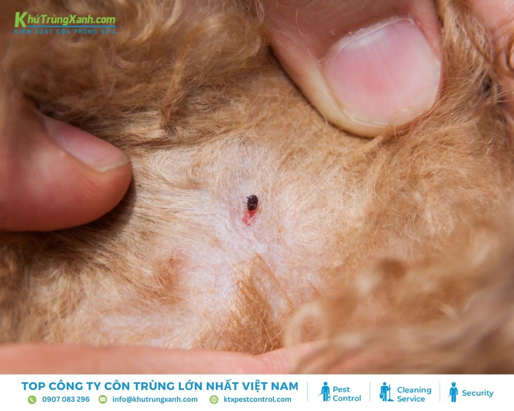 Bọ chét là loài côn trùng gây hại nghiêm trọng cho sức khỏe thú nuôi