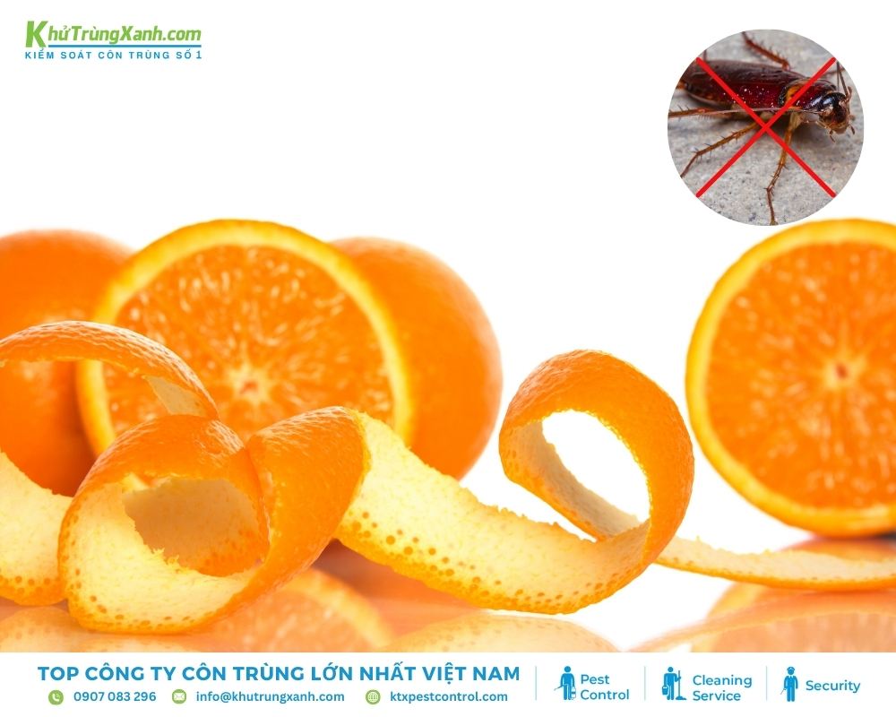 Vỏ cam hoặc chanh có tác dụng loại bỏ gián siêu tốc