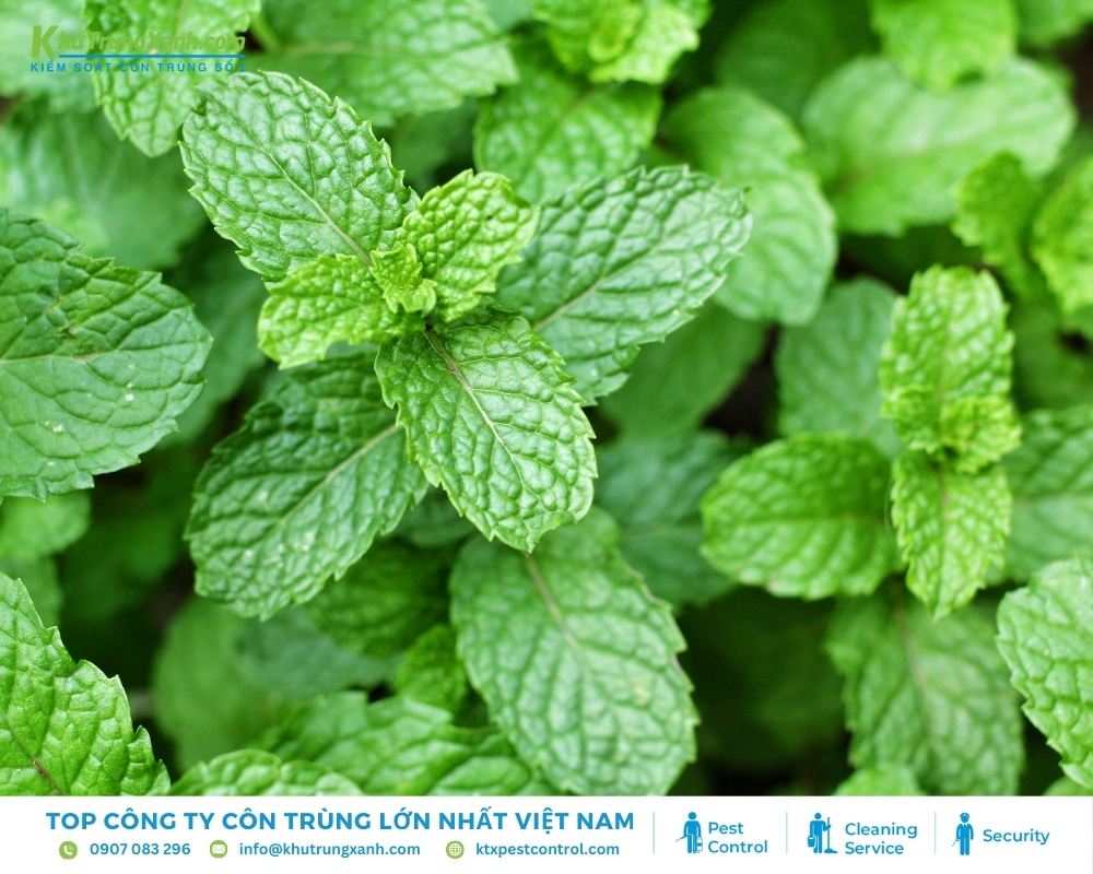 Trồng cây bạc hà hoặc dùng tinh dầu của loại cây này giúp đuổi gián
