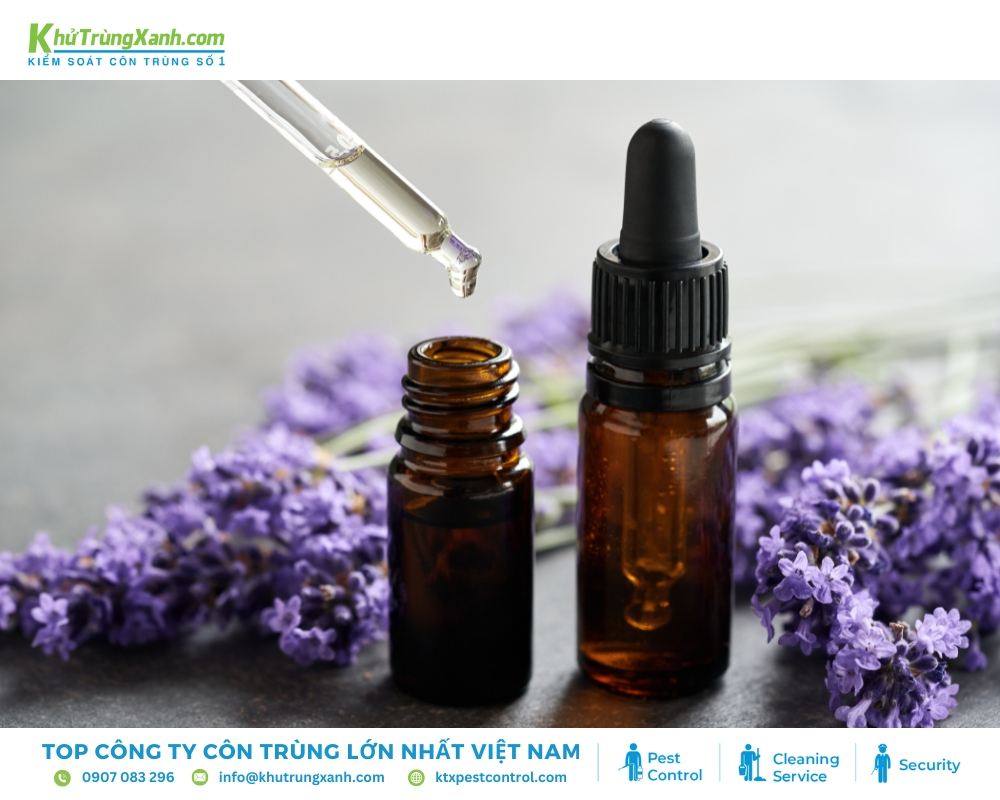 Pha loãng tinh dầu oải hương trong nước để đuổi rệp giường