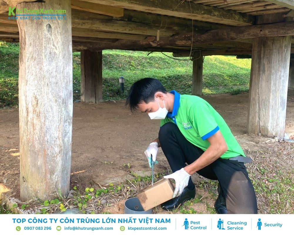 Diệt mối bằng bả