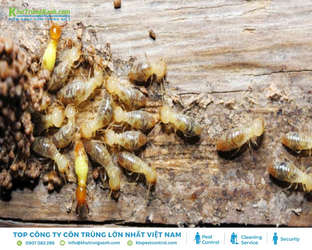 Mọt gỗ sẽ ăn dần gỗ, khiến đồ gỗ trở nên yếu và dễ gãy vỡ.