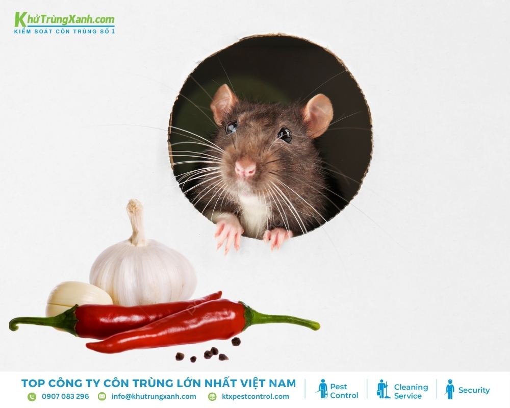 Ớt, tỏi đều có mùi khó chịu với chuột