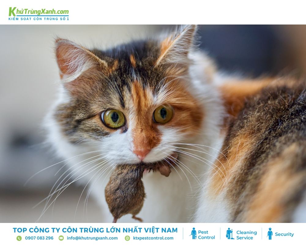 Nuôi mèo hoặc phát tiếng mèo kêu là cách đuổi chuột dễ dàng