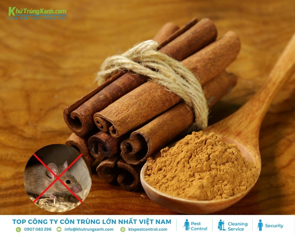 Quế làm thơm không gian sống và xua đuổi chuột hiệu quả