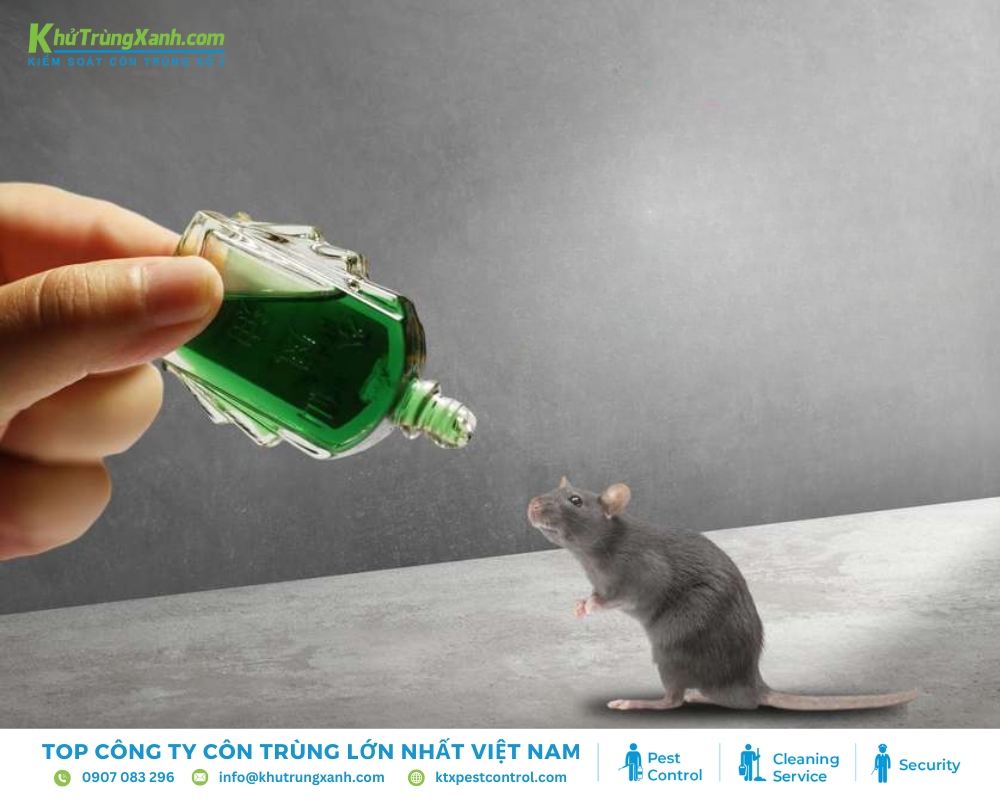 Cách đuổi chuột bằng dầu gió phù hợp cho không gian nhỏ