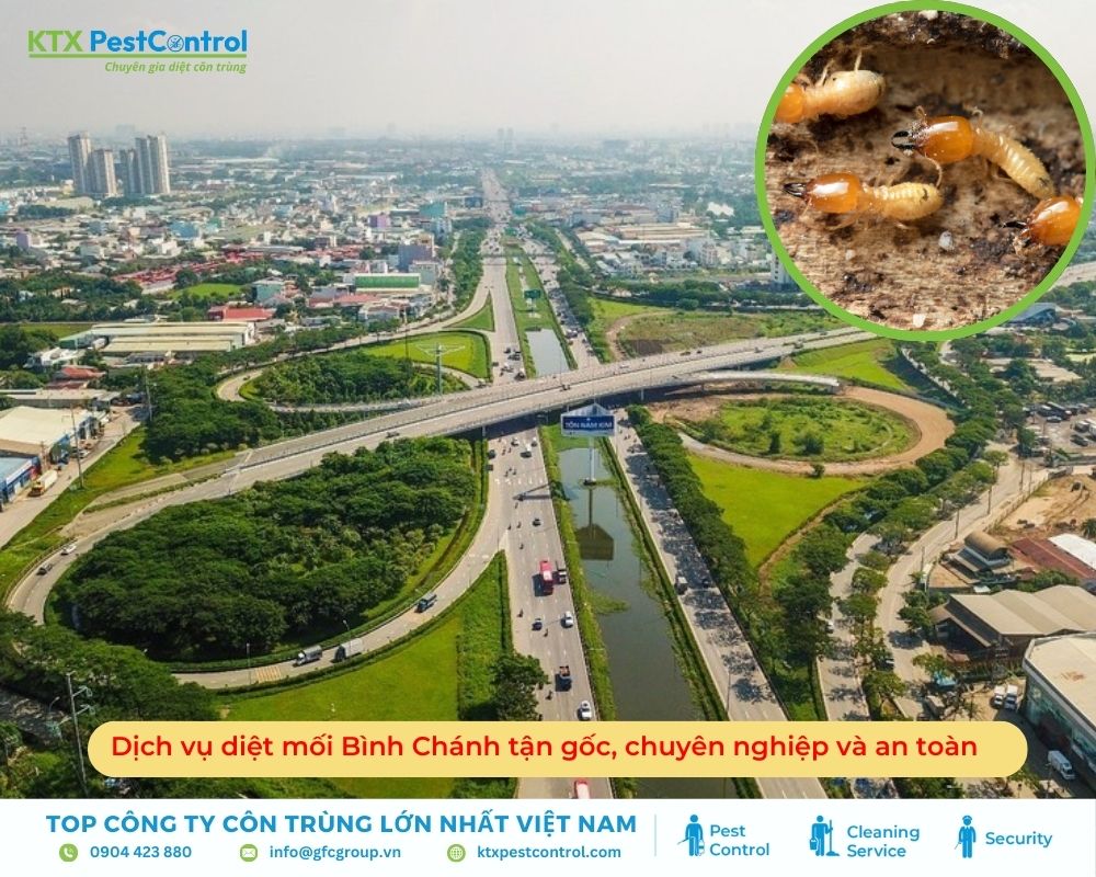Dịch vụ diệt mối Bình Chánh tận gốc, chuyên nghiệp và an toàn