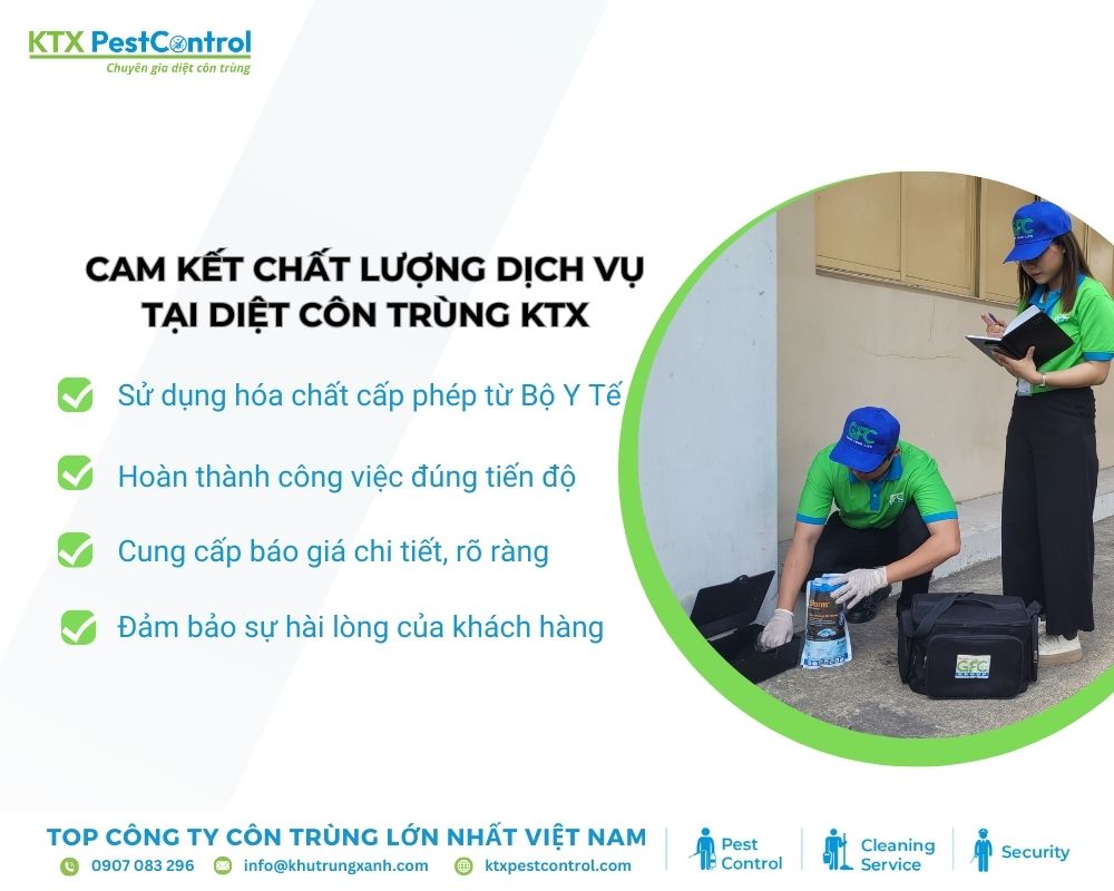 Dịch vụ diệt mối Bình Chánh cung cấp giải pháp triệt để