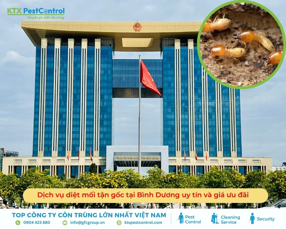 Dịch vụ diệt mối tận gốc tại Bình Dương uy tín và giá ưu đãi