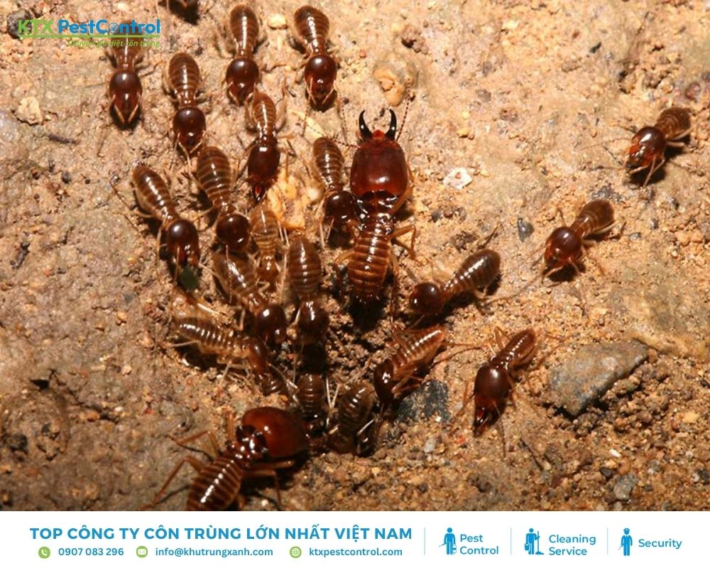 Khảo sát, xác định vị trí tổ mối và đặt hộp nhử