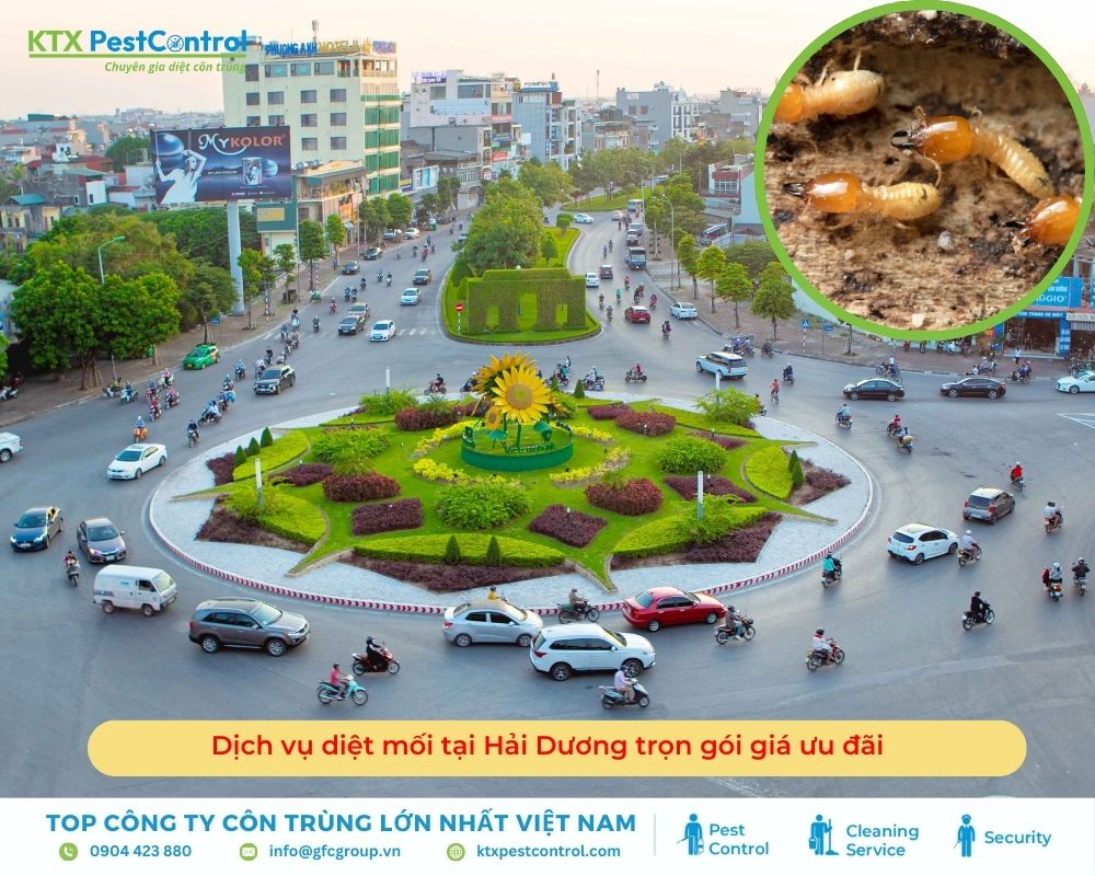 Dịch vụ diệt mối tại Hải Dương trọn gói giá ưu đãi