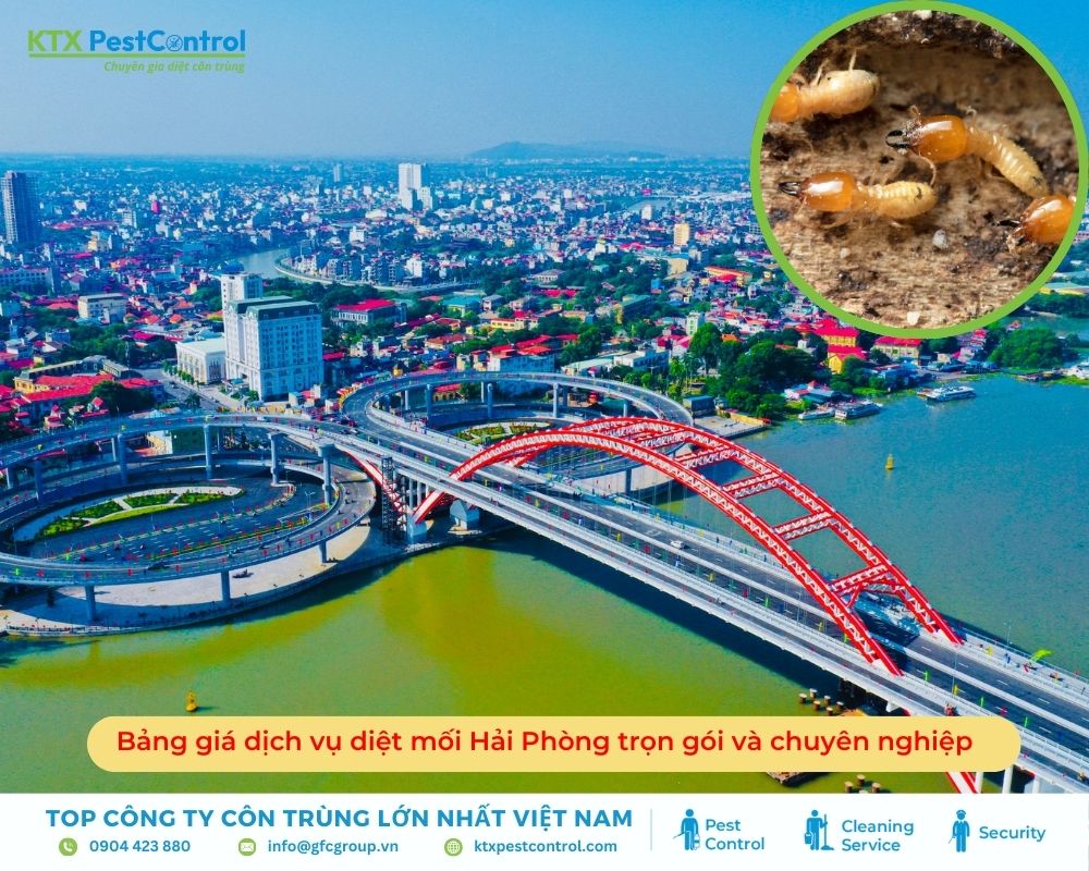 Bảng giá dịch vụ diệt mối Hải Phòng trọn gói và chuyên nghiệp