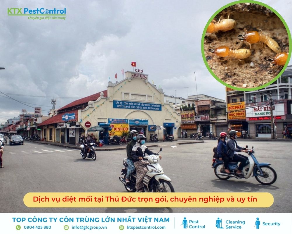 Dịch vụ diệt mối tại Thủ Đức trọn gói, chuyên nghiệp và uy tín