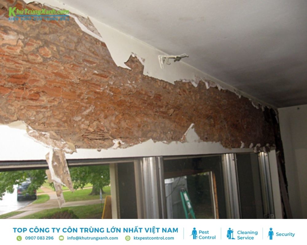 Tình trạng mối phá hoại tại văn phòng, nhà xưởng