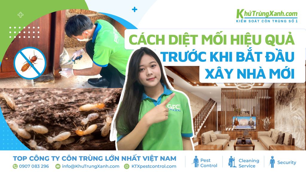 Cách diệt mối hiệu quả trước khi bắt đầu xây nhà mới