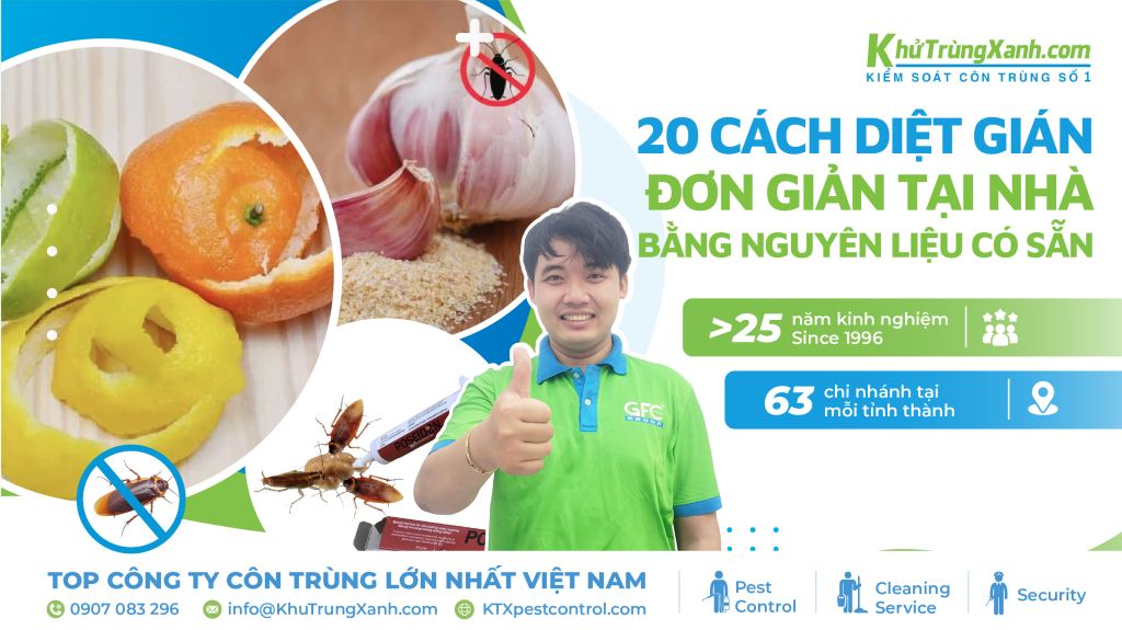 18 cách diệt gián đơn giản tại nhà bằng nguyên liệu có sẵn