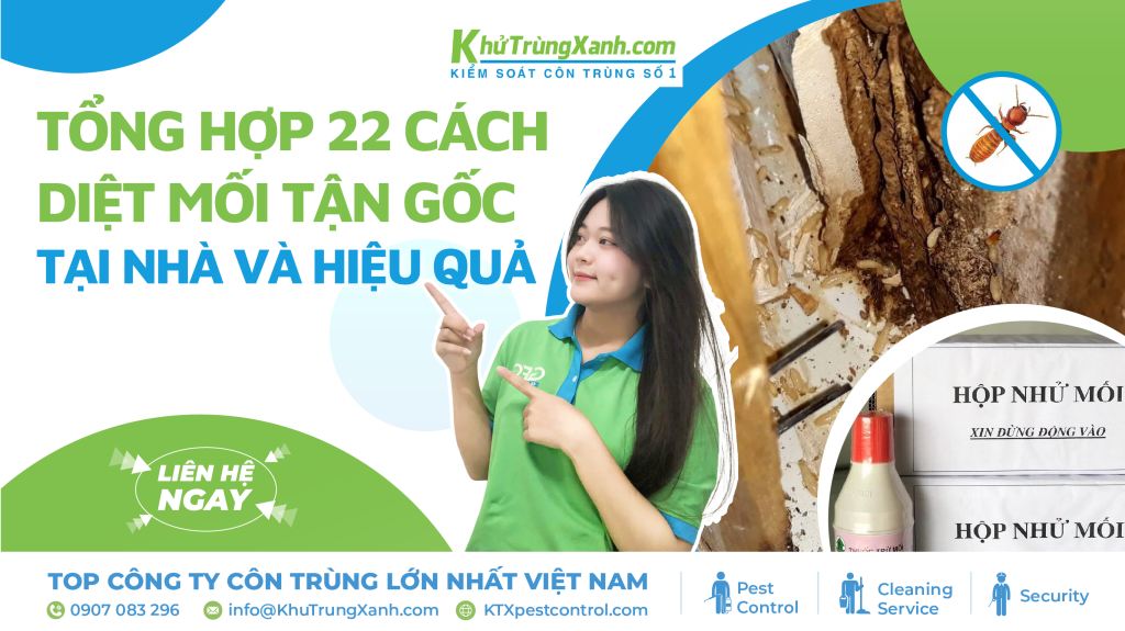 Tổng hợp 22 cách phòng chống và diệt mối tận gốc tại nhà
