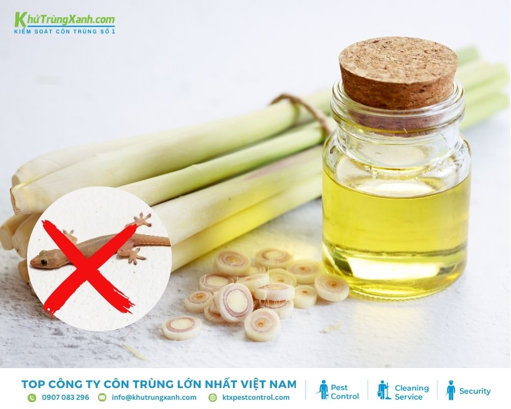 Mùi hương của tinh dầu sả khiến thằn lằn khó chịu