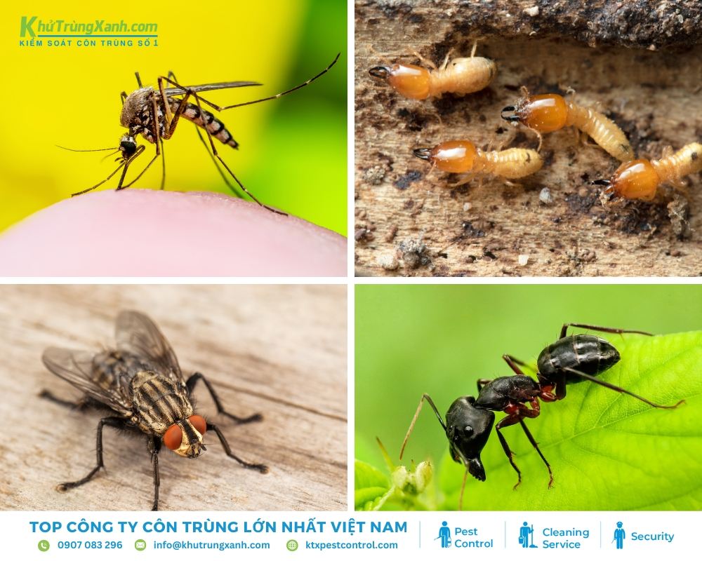 Bạn nên loại bỏ nguồn thức ăn của thằn lằn là các loài vật như ruồi, muỗi, kiến.