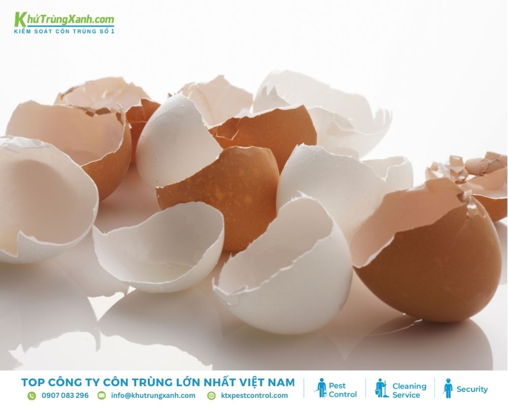 Treo vỏ trứng ở các khu vực như cửa ra vào, cửa sổ để đuổi thằn lằn