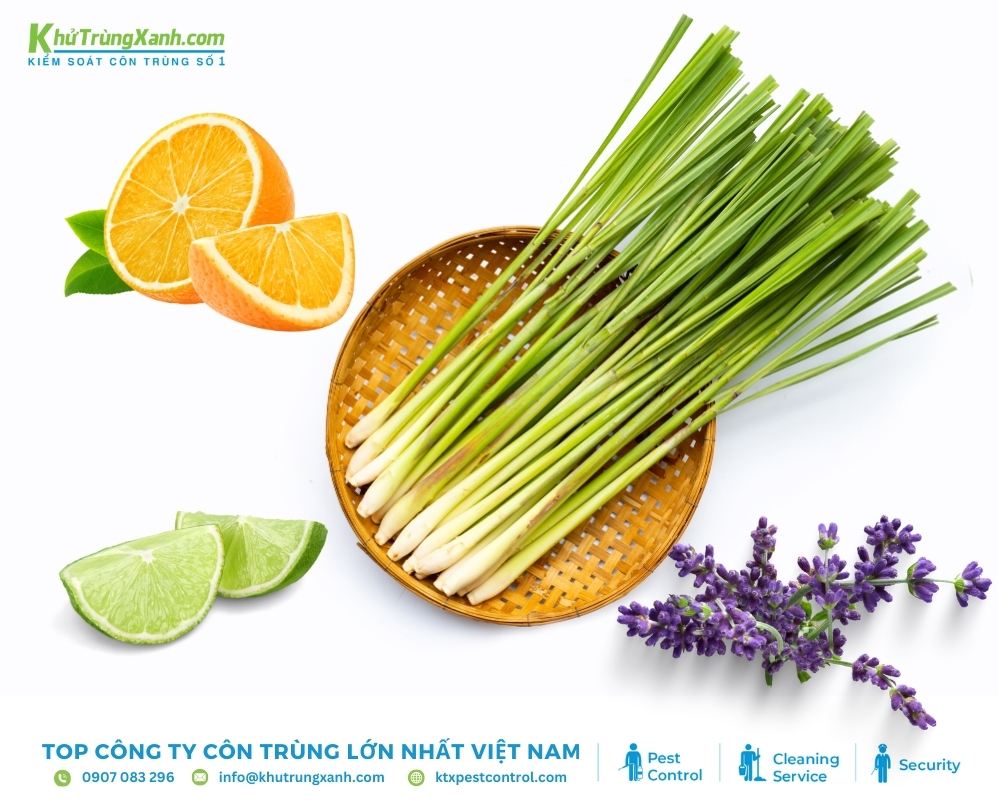 Sử dụng mùi hương từ các loại thảo mộc để đuổi mèo