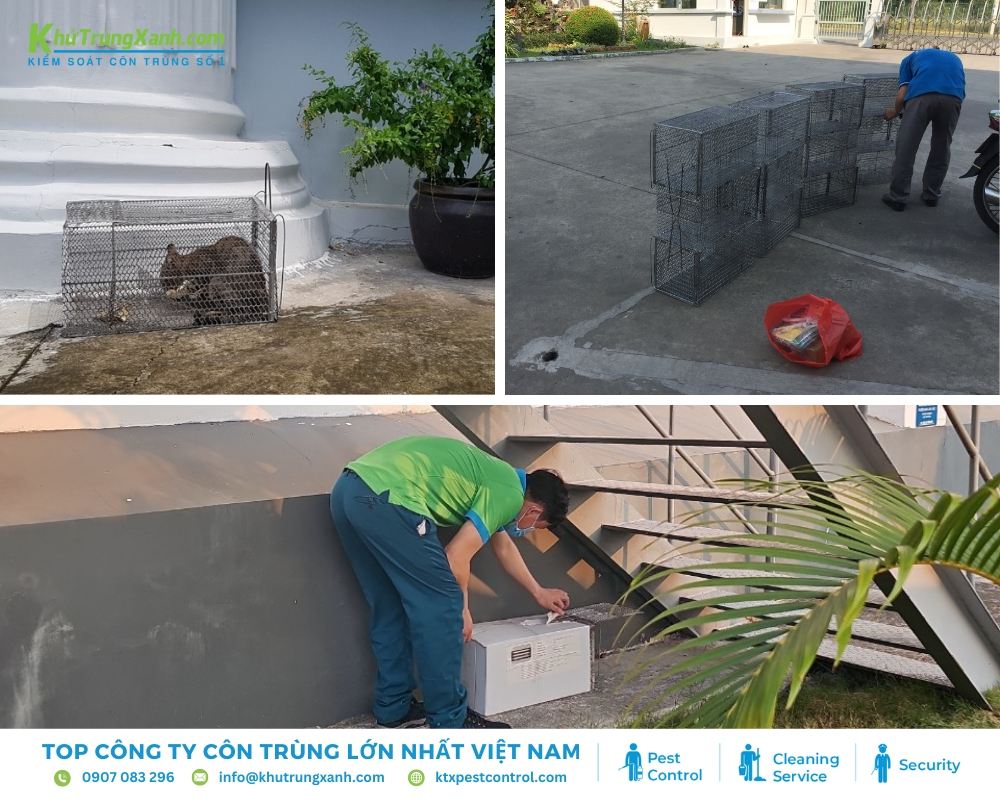 Với đội ngũ chuyên nghiệp, Diệt côn trùng KTX đem đến giải pháp đuổi mèo hiệu quả