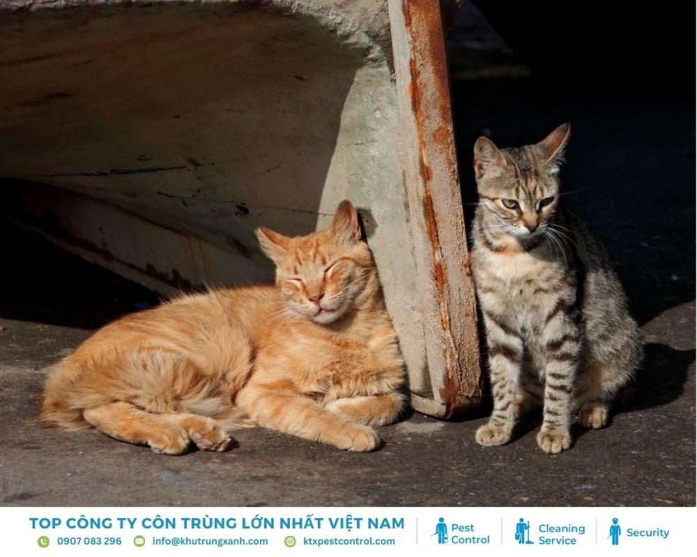 Chỗ trú an toàn và thức ăn sẵn có thường thu hút mèo hoang