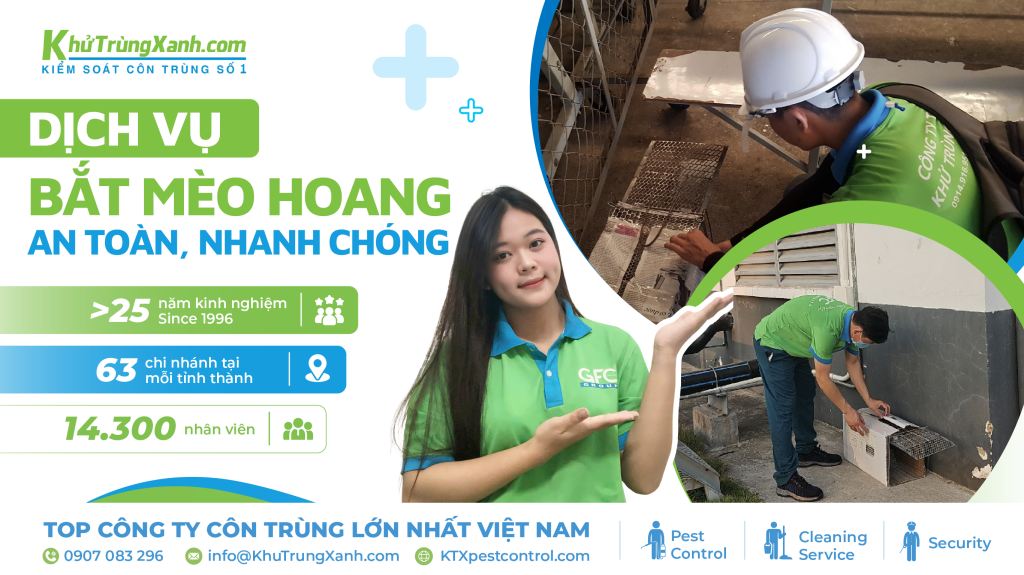 dịch vụ bắt mèo hoang