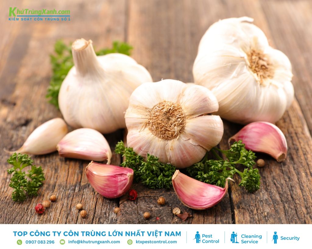 Sử dụng tỏi để xua đuổi kiến ra khỏi tủ quần áo