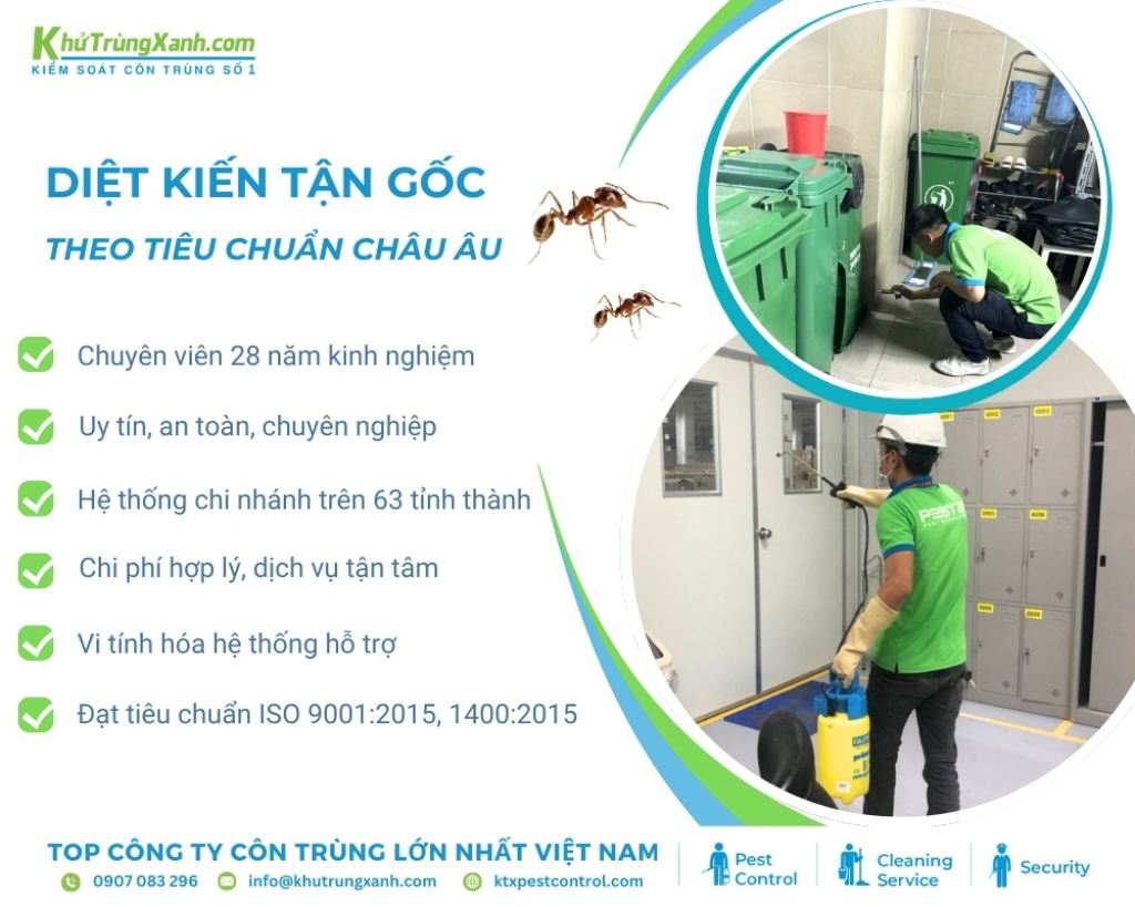 Sử dụng dịch vụ diệt kiến tại nhà của công ty diệt côn trùng KTX hàng đầu Việt Nam