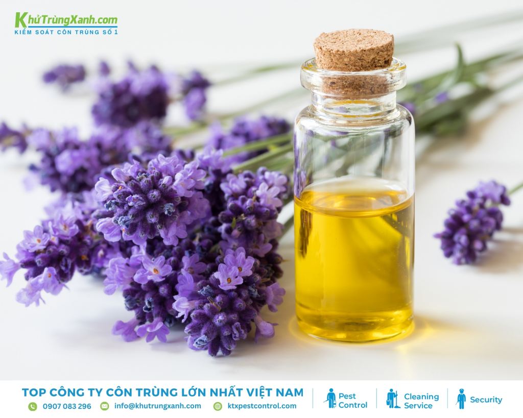 Tinh dầu hoa oải hương có tác dụng xua đuổi côn trùng, đặc biệt là kiến