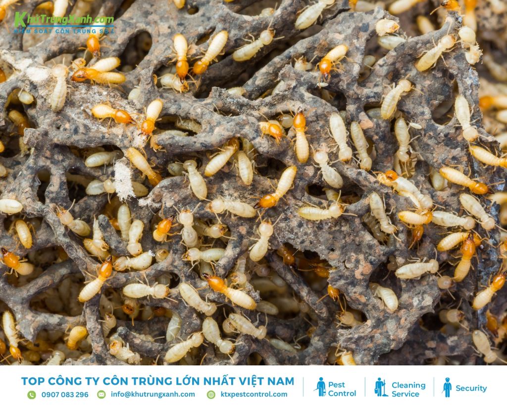 Vai trò của loài mối trong hệ sinh thái