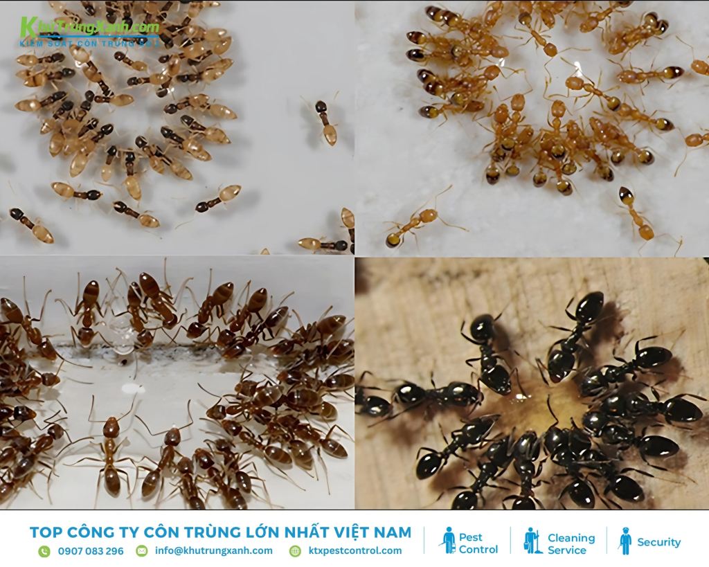 Thuốc diệt kiến sinh học mang lại nhiều ưu điểm vượt trội