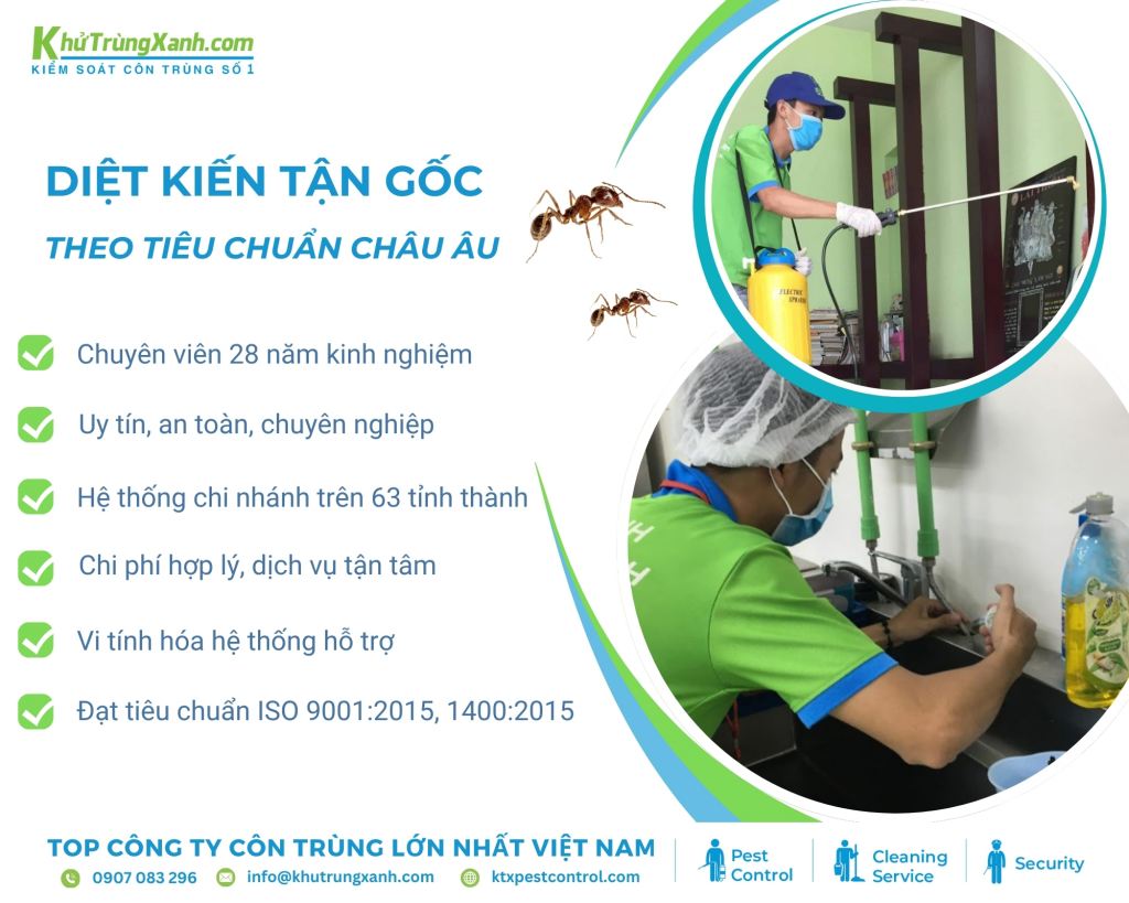 Dịch vụ phun thuốc diệt kiến chuyên nghiệp của công ty diệt côn trùng KTX