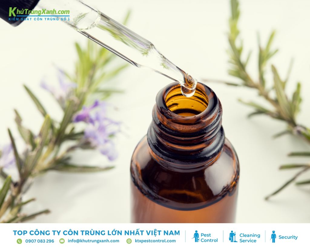 Với nguồn gốc từ Địa Trung Hải, tinh dầu hương thảo mang lại nhiều công dụng hữu ích