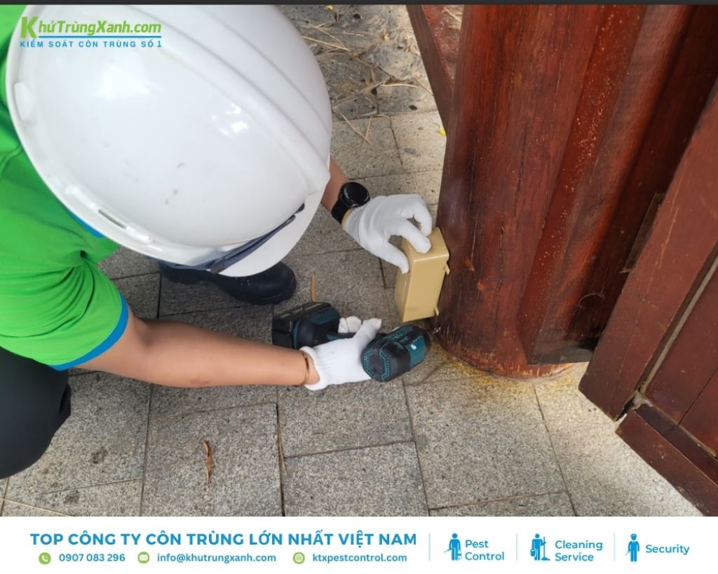 Các bước trị mối đục tường tại nhà hiệu quả triệt để