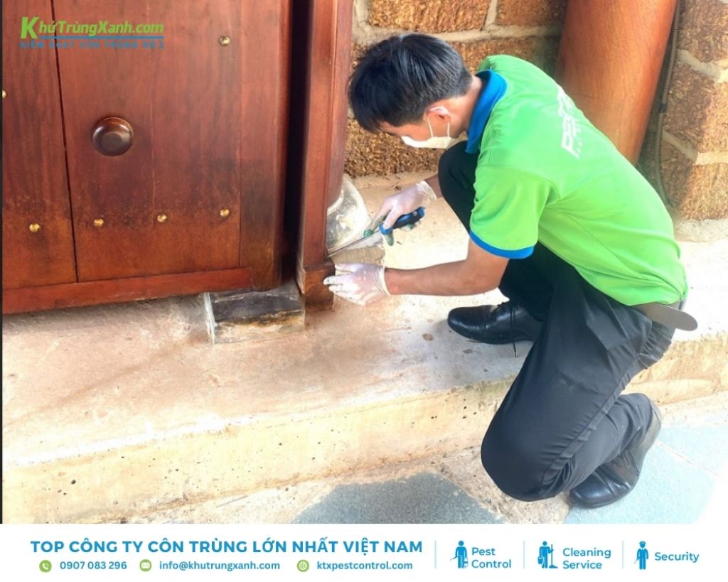 Những lưu ý bạn cần nhớ khi xử lý mối đục tường nhà