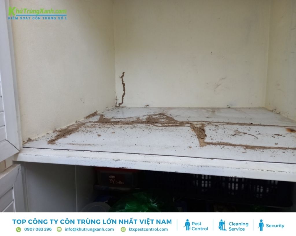 Mối xâm nhập vào tường nhà phá hoại nghiêm trọng