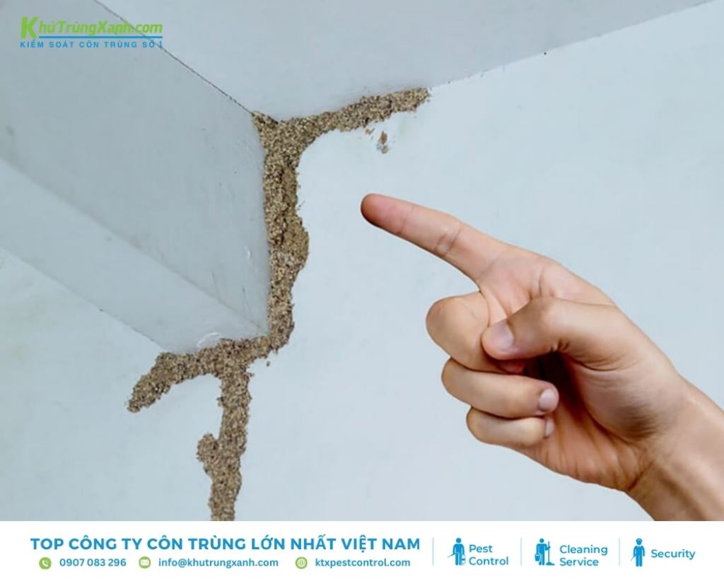 Những dấu hiệu cho thấy nhà bạn đang bị mối xâm nhập