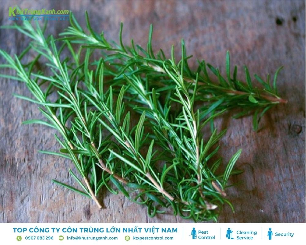 Cây hương thảo là phương pháp tự nhiên để đuổi bọ chét