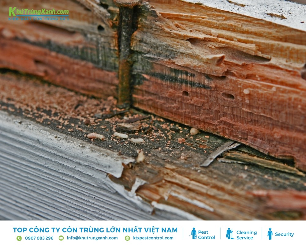 Tác hại của các loài côn trùng gây ra