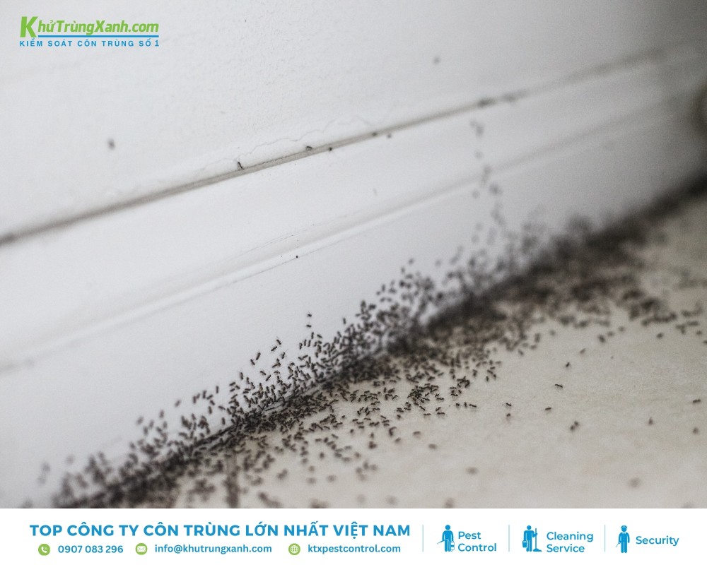 Dấu hiệu nhận biết côn trùng xâm nhập