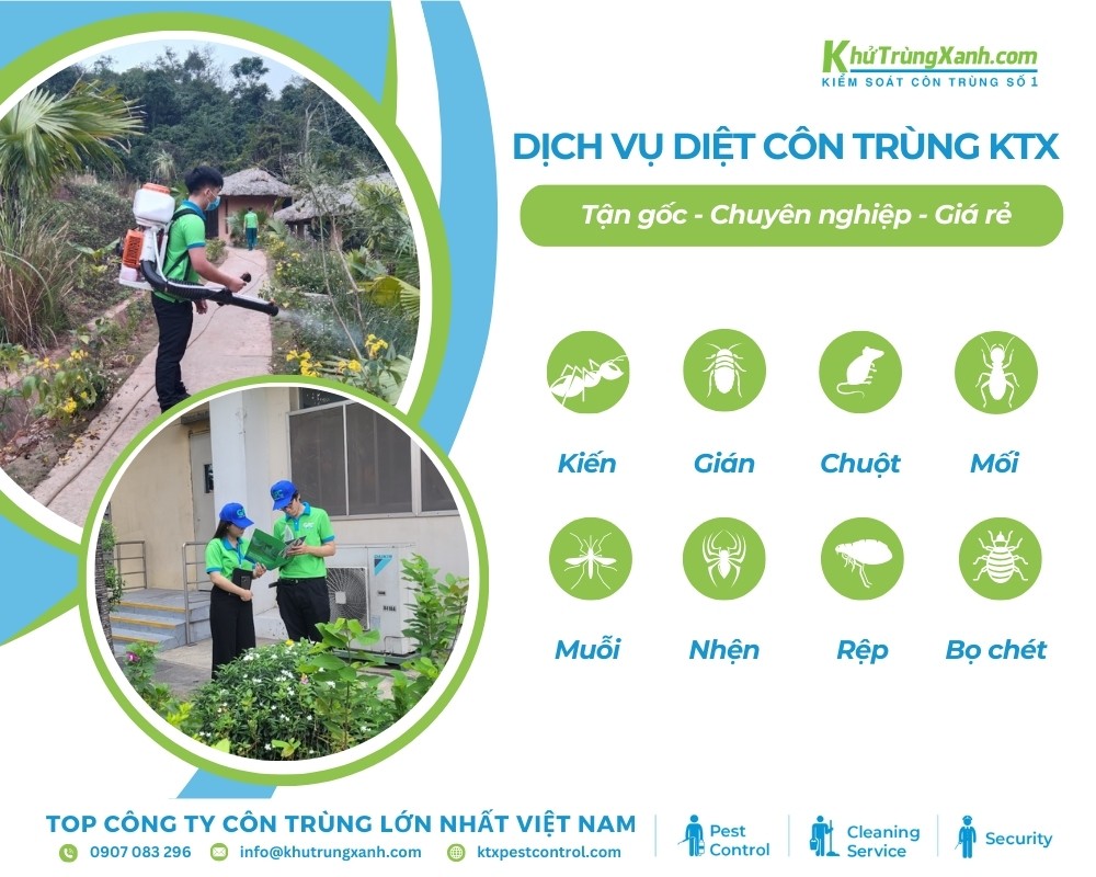 Công ty KTX cung cấp các loại dịch vụ diệt côn trùng tại khu vực Quận 6