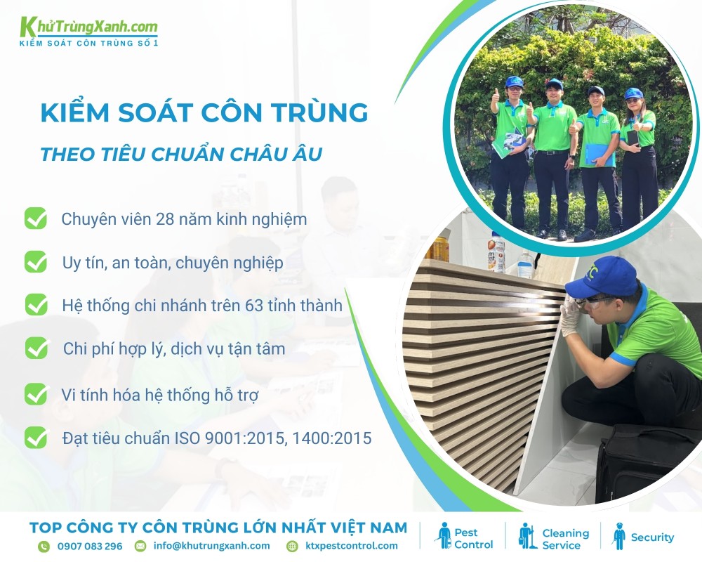 Những lý do bạn nên sử dụng dịch vụ diệt côn trùng tại Quận 8 của Diệt côn trùng KTX