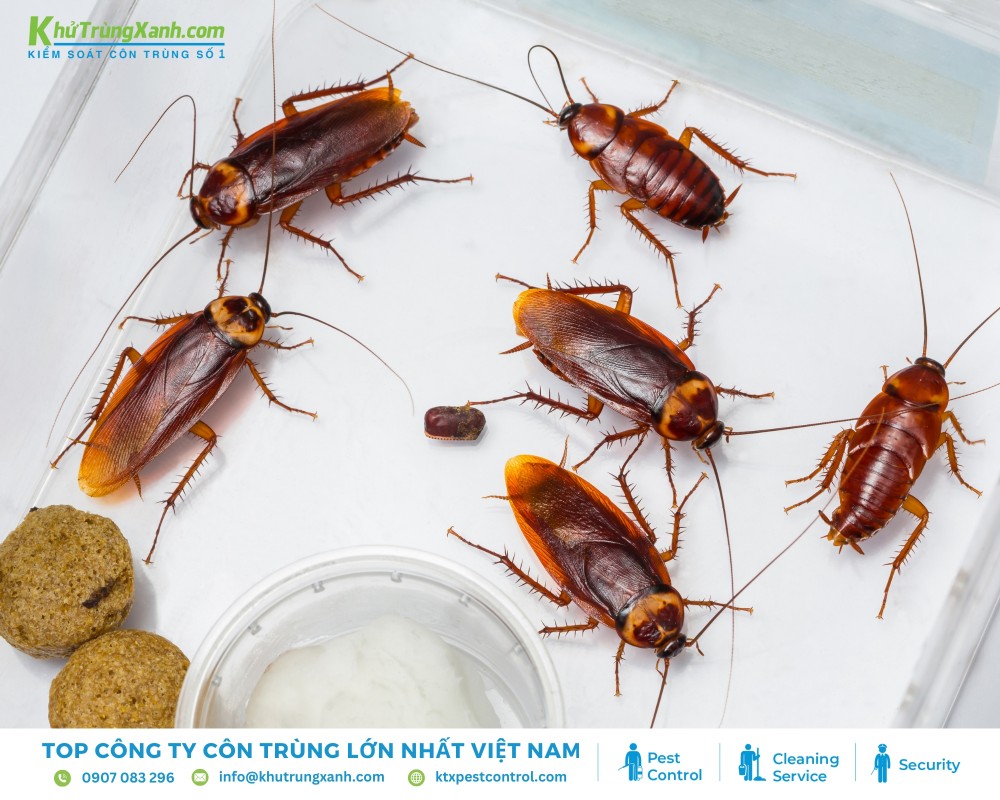 Gián được mệnh danh là “vua sinh tồn” với khả năng thích nghi mạnh mẽ