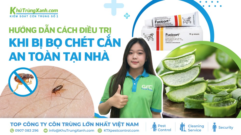 Hướng dẫn cách điều trị khi bị bọ chét cắn an toàn tại nhà