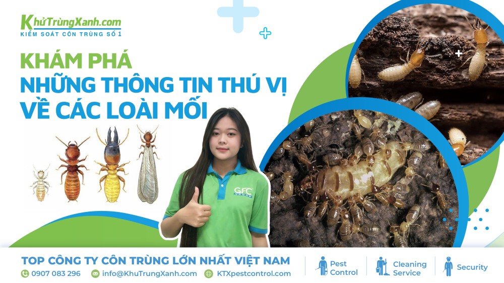 Khám phá những thông tin thú vị về loài mối 