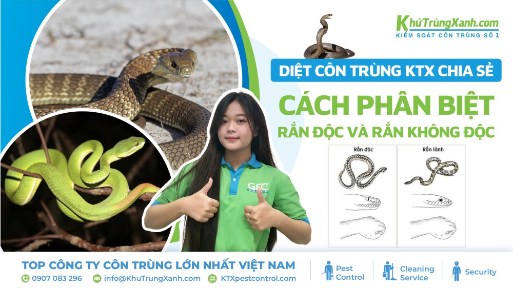 [Diệt côn trùng KTX chia sẻ] Cách phân biệt rắn độc và rắn không độc